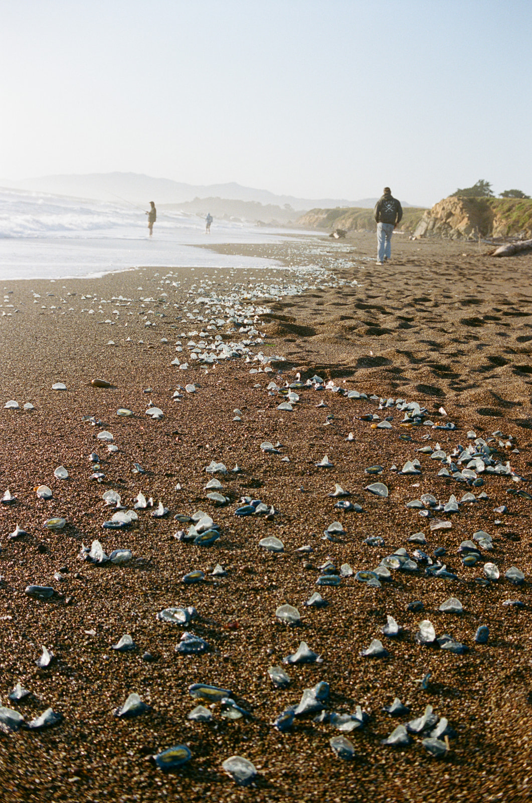 A velella riddled Moonstone Beach in Cambria, California. Taken by Skyler Maire Photography.