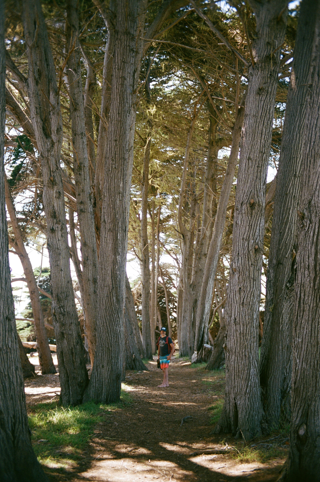 Man standing in the middle of a line of cypress trees near Cambria, California. Taken by Skyler Maire Photography.
