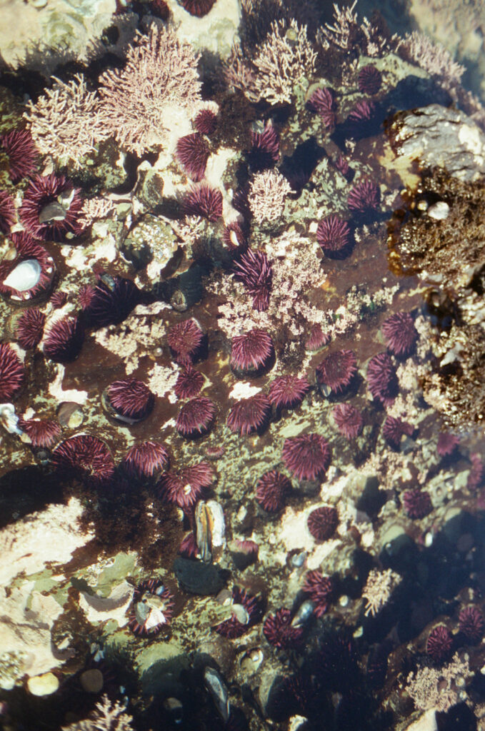 Sea urchins in a west coast tide pool near Cambria, California. Taken by Skyler Maire Photography.