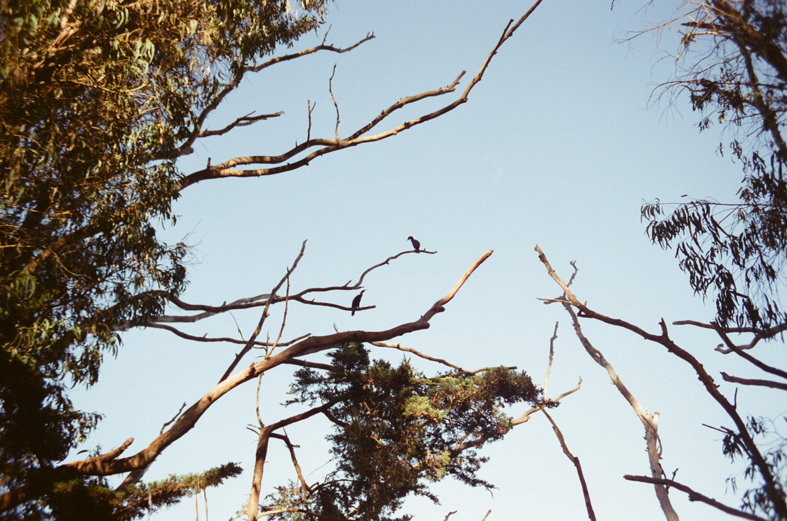 Nesting cormorants in the tops of trees. Taken by Skyler Maire Photography.