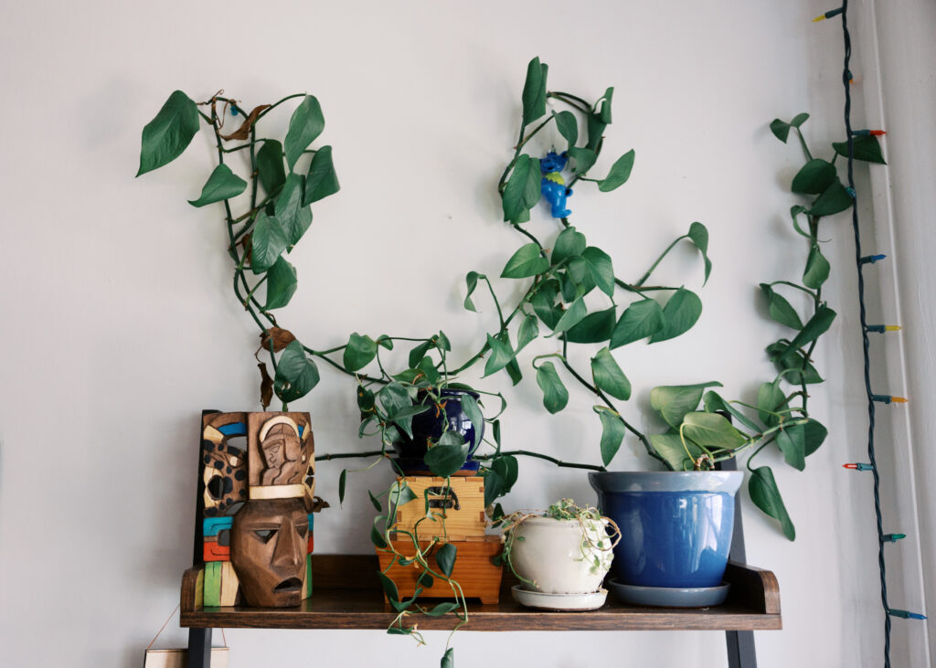 Plants and other special items on a shelf in a home office.